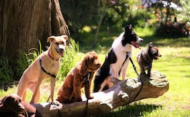 ¡Justicia para los lomitos! Envenenan a 12 perros en Puebla