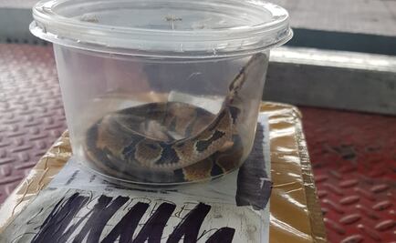 Hallan una serpiente pitón en caja de cartón en Azcapotzalco