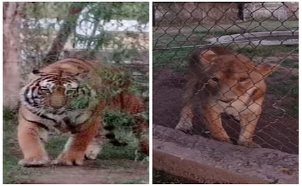 Aseguran leona y tigres de bengala en predio de Navojoa