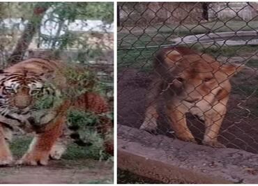 Aseguran leona y tigres de bengala en predio de Navojoa
