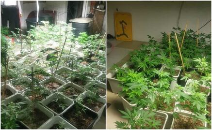 Policía CDMX halla casa donde cultivaban marihuana en Tlalpan