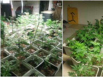 Policía CDMX halla casa donde cultivaban marihuana en Tlalpan