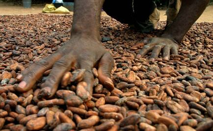 Cacao se cultivó mil 500 años antes de lo pensado en Sudámerica