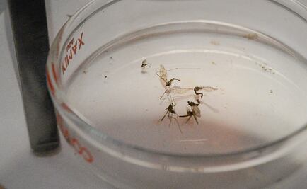 OMS advierte que zika podría llegar a Europa