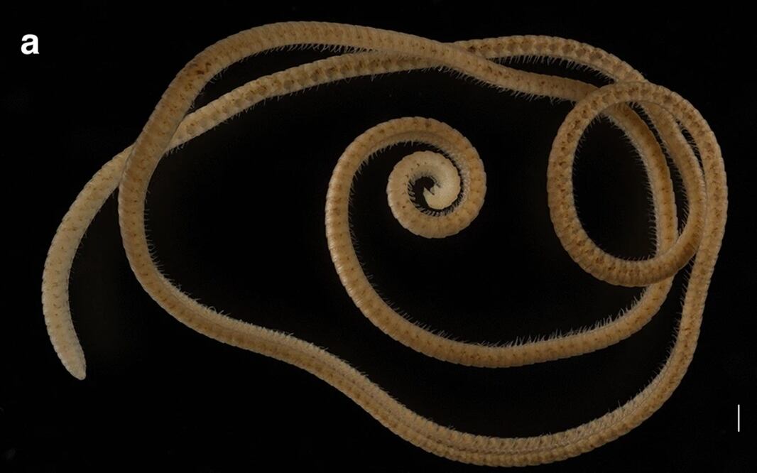 Milpiés "Eumillipes Perséphone". Imagen: Scientific Report