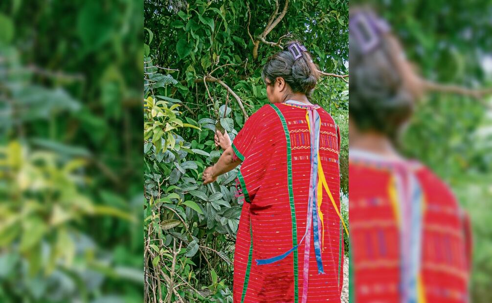 Cada mujer conserva en su memoria los
aprendizajes y conocimientos de las plantas medicinales que sus familias les
heredaron. Foto: Juana García / EL UNIVERSAL