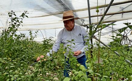 Debemos estar al nivel de las expectativas”, productores de Michoacán