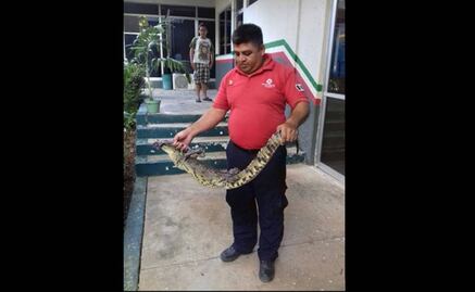 Profepa rescata a cocodrilo en domicilio de Tabasco