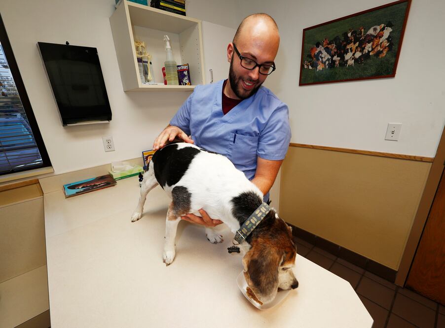 Luke Byerly guia a su beagle de 14 años, Robbie, mientras éste come alimentos tratados con un componente no sicoactivo de la marihuana, en un clínica veterinaria en Denver (Foto: AP)