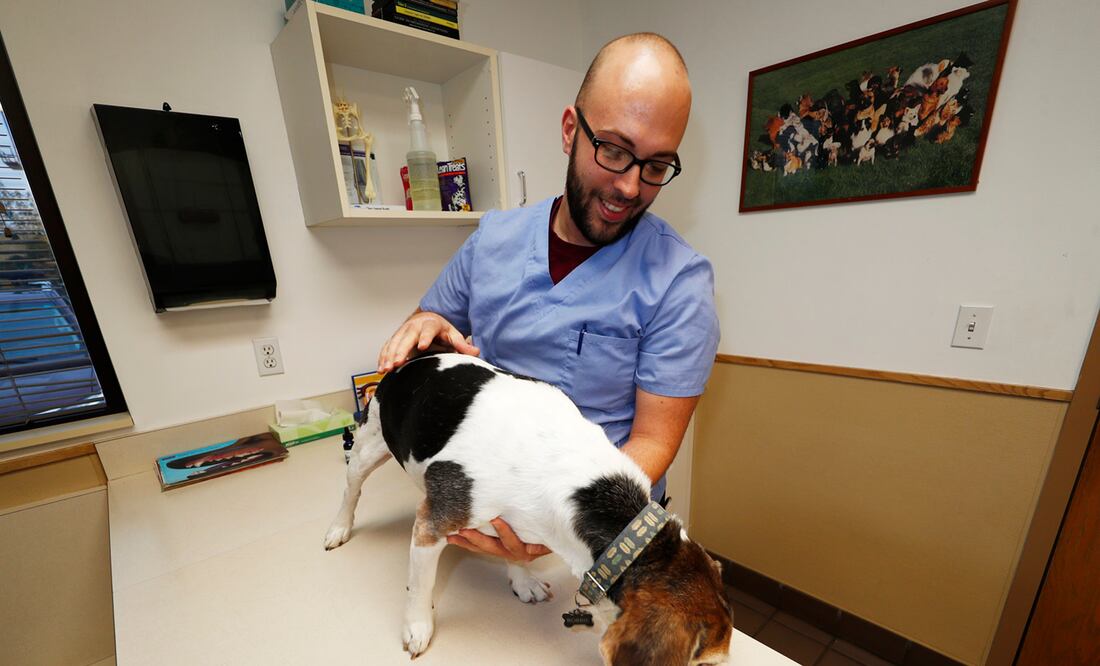 Luke Byerly guia a su beagle de 14 años, Robbie, mientras éste come alimentos tratados con un componente no sicoactivo de la marihuana, en un clínica veterinaria en Denver (Foto: AP)
