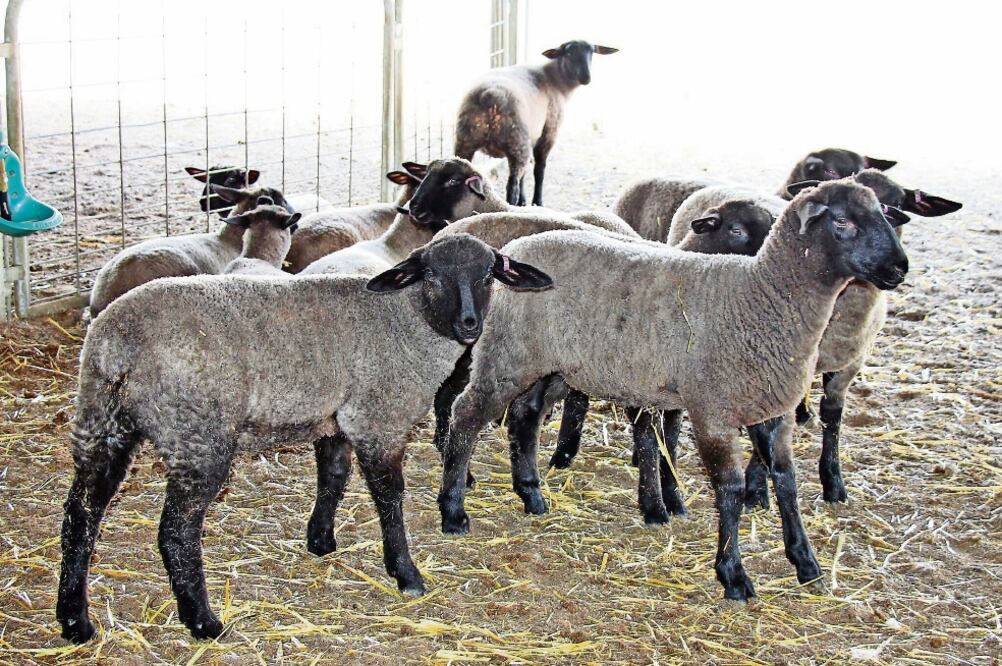 Desarrollo. El Centro de Mejoramiento Genético de pequeños rumiantes opera un programa masivo de inseminación artificial en ovinos. Foto: SAGARPA