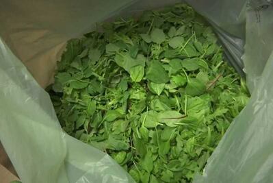 ¿Por qué Estados Unidos y Canadá prohíben comer lechuga?