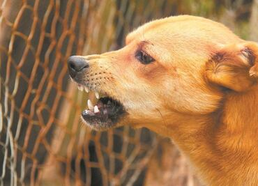Perro ataca y mata a niño de un año y 8 meses en Veracruz