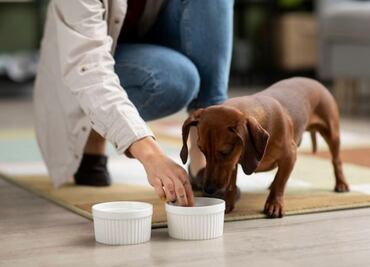 La mejor comida casera y natural para consentir a tu perro