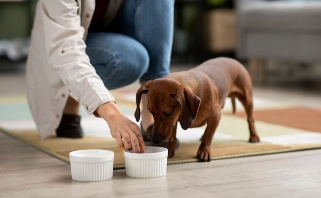 Alimentación natural para perros. Fuente: Freepik.