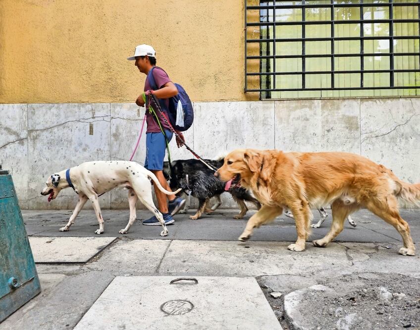 El 15 de abril, 20 personas presentaron su examen para acreditarse como paseadores de perros. Reciben clases teóricas y prácticas de primeros auxilios. Foto: Jorge Medellín / El Universal
