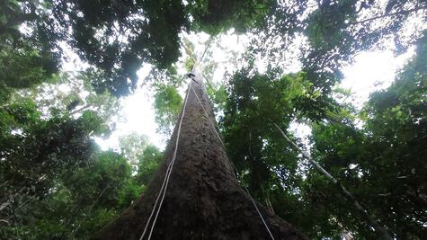 Los secretos de Menara, el gigante de los bosques tropicales 