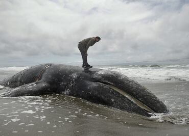 EU, sin espacio para decenas de ballenas grises muertas