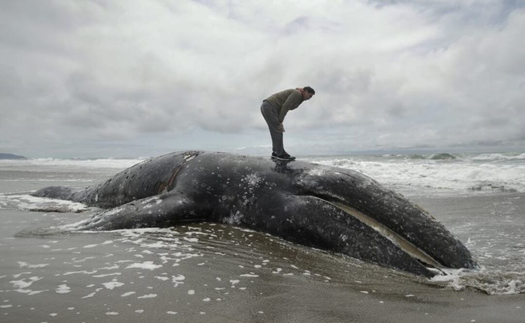En esta fotografía de archivo del 6 de mayo de 2019, Duat Mai se para sobre el cadáver de una ballena en Ocean Beach, en San Francisco. (Foto: AP)