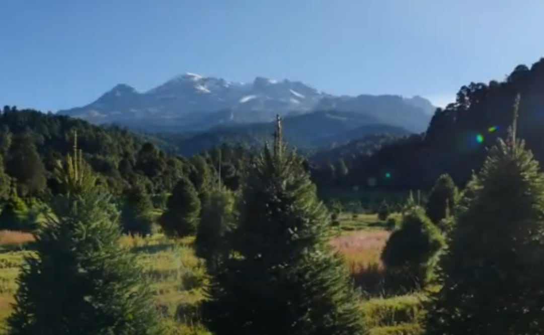 Así es Bosque Esmeralda, un parque ecoturístico del Estado de México. Foto: Captura de video. Bosque Esmeralda