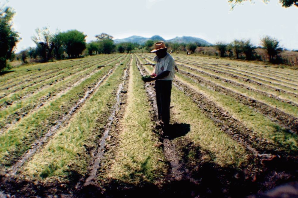 Autoridades afirman que en Morelos hay 234 núcleos agrarios que requieren atención urgente y que la superficie de la propiedad social abarca 77% del territorio total del estado (ARCHIVO EL UNIVERSAL)