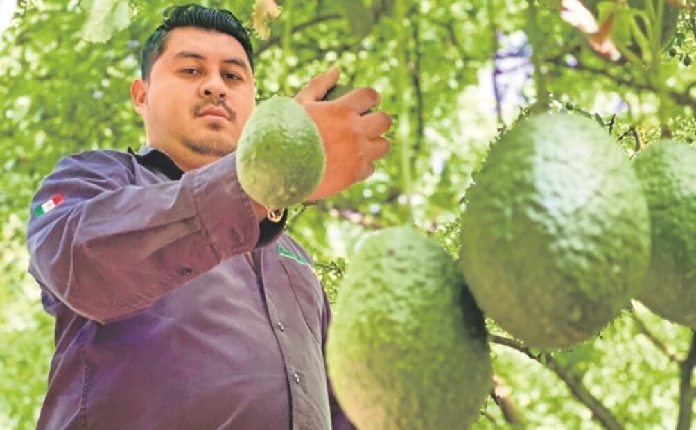 Crimen, detrás de alzas de precios de limón y aguacate: amenazan y extorsionan a productores