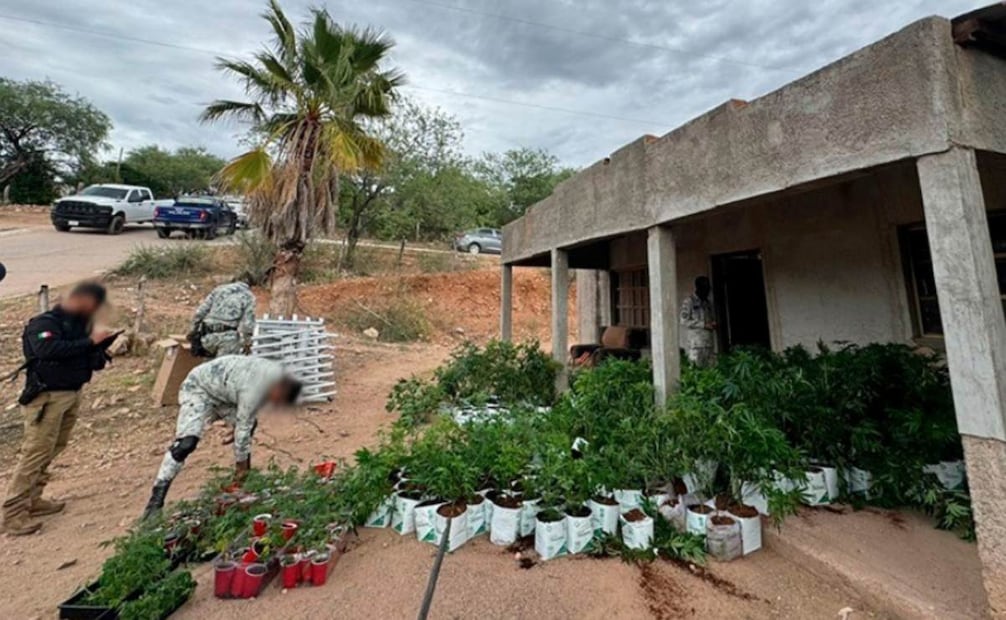 Catean invernadero clandestino en Cucurpe, Sonora; aseguran más de 800 plantas de marihuana.
Foto: Especial.