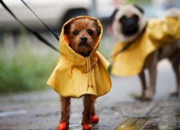 5 pet diseases in rainy season