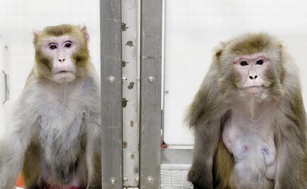 La NASA habría sacrificado 27 primates en un solo día en 2019