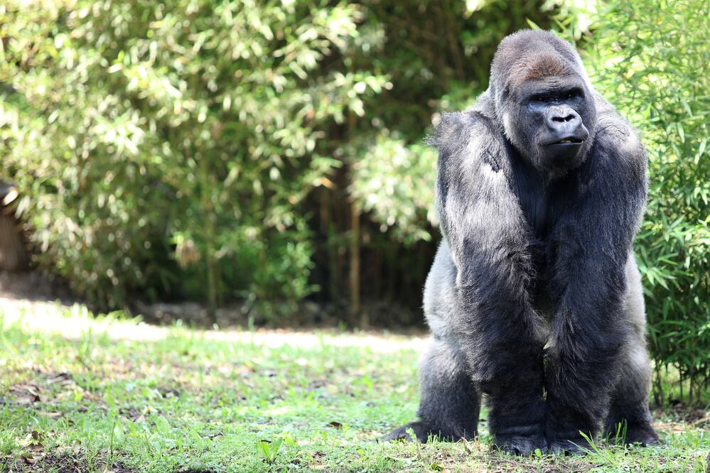 ARCHIVO / EL UNIVERSAL