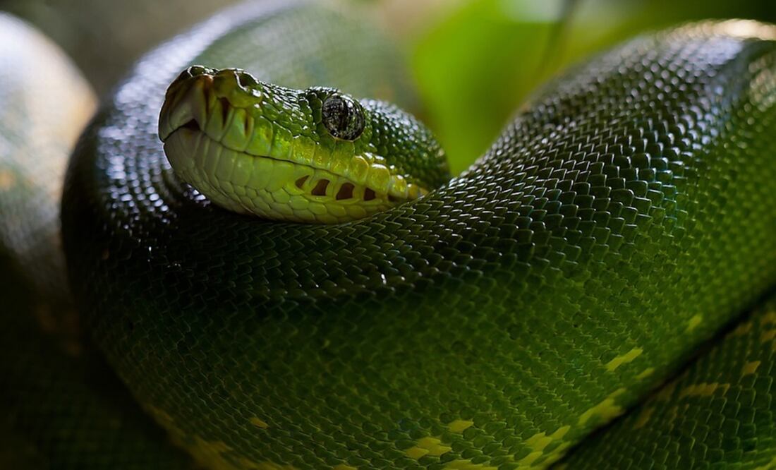 Foto: Ilustrativa. Pixabay