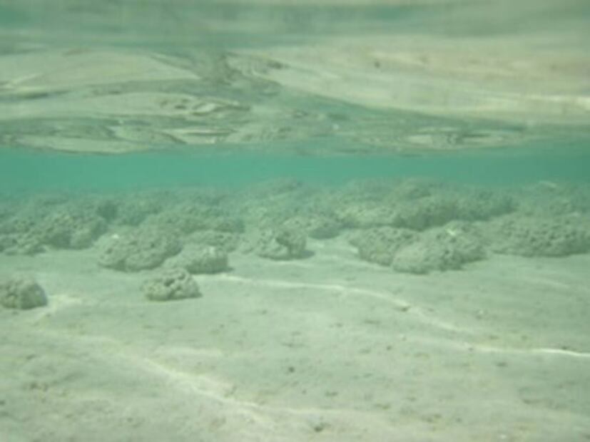 Laguna de Bacalar pierde sus colores por excremento de animales y humanos