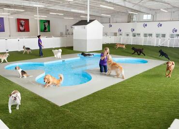 Aeropuerto JFK estrenará terminal para mascotas