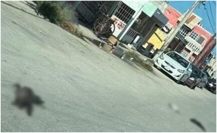 Nuevo caso de crueldad animal en Yucatán: envenenan a gatitos en municipio de Progreso