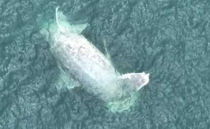 Hallan ballena muerta flotando en aguas de Progreso, Yucatán; pesa cerca de 15 toneladas 