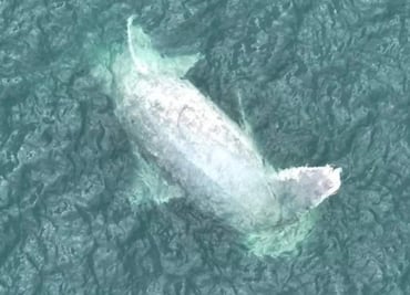 Hallan ballena muerta flotando en aguas de Progreso, Yucatán; pesa cerca de 15 toneladas
