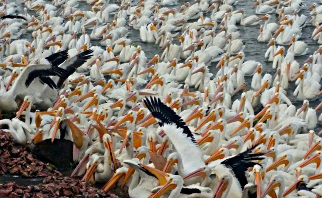 Los pelícanos borregones vienen desde la Región de los Grandes Lagos. (Foto: Turismo de Michoacán)