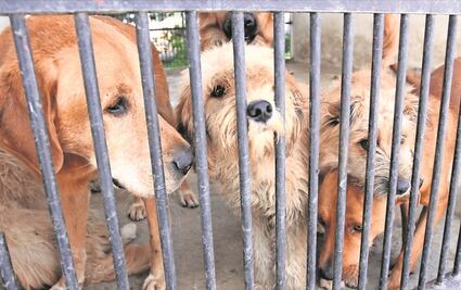 Maltrato hacia los animales está ligado a violencia interpersonal: Comisionada Política del PT