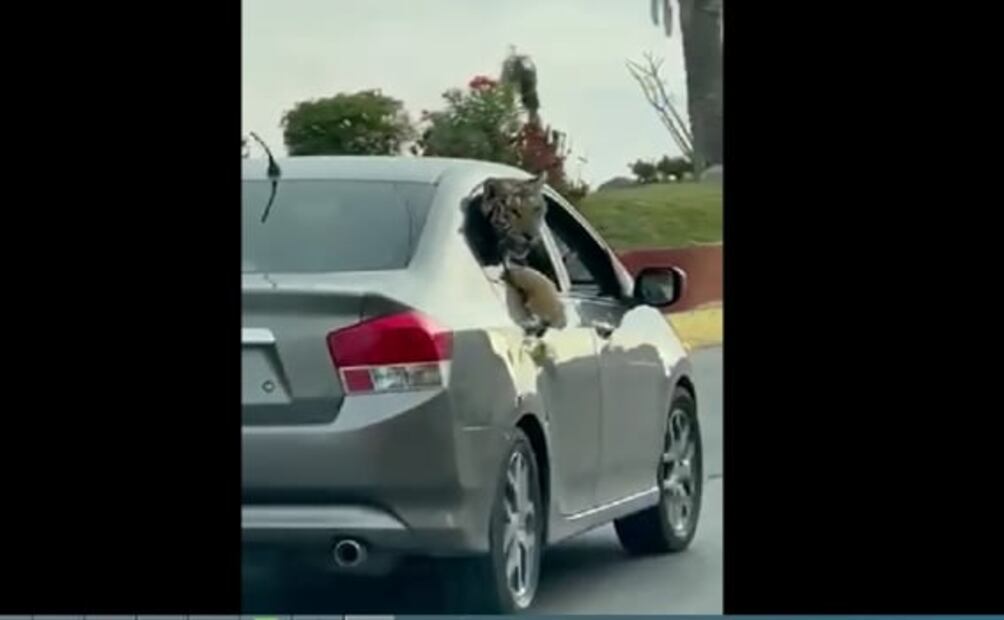 Captan a tigre de bengala paseando en auto por zona turística de Mazatlán