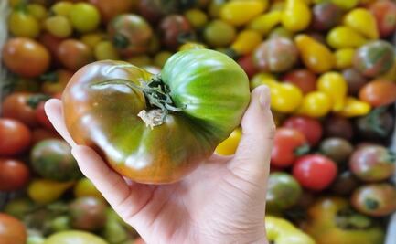 Este jitomate nace en Hidalgo en honor a uno de los grandes chefs