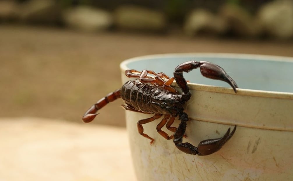 Existen ciertas medidas para evitar el ingreso de alacranes a los hogares. Foto: Pixabay