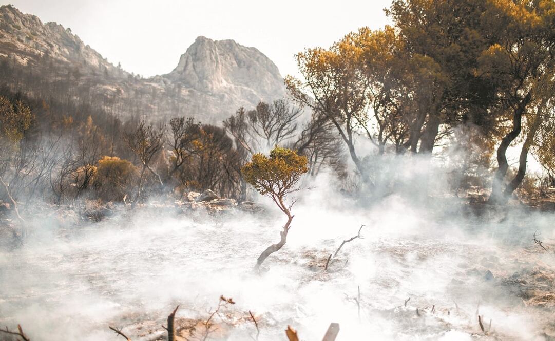 Una colina fue destruida después de un incendio forestal en el monte Parnitha, a las afueras de Atenas. Foto: Angelos Tzortzinis. AFP