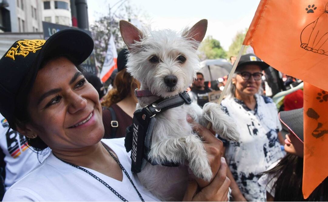 El contingente se dio cita en el Monumento a la Revolución y avanzó hasta la explanada del Palacio de Bellas Artes. Foto: Cuartoscuro