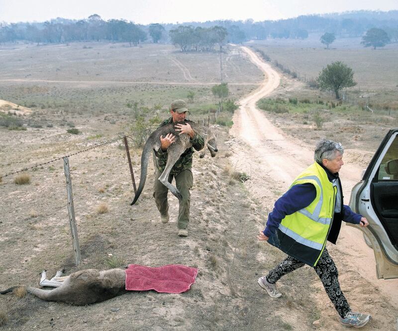 Marcus Fillinger, un rescatista, carga a un canguro quemado en los incendios en Australia, en esta imagen del pasado 4 de febrero. JOHN MOORE. GETTY IMAGES
