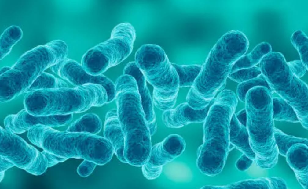 Bacteria Legionella, responsable de la legionelosis, una infección pulmonar que puede provocar cuadros graves al inhalar microgotas de agua contaminada. Foto: iStock
