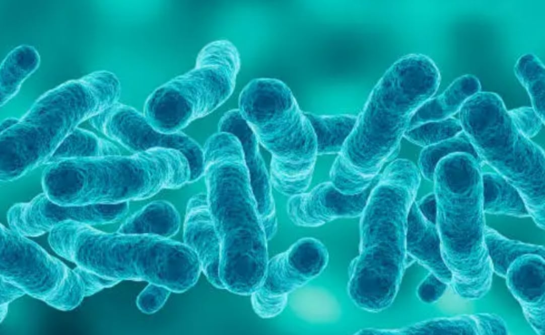 Bacteria Legionella, responsable de la legionelosis, una infección pulmonar que puede provocar cuadros graves al inhalar microgotas de agua contaminada. Foto: iStock