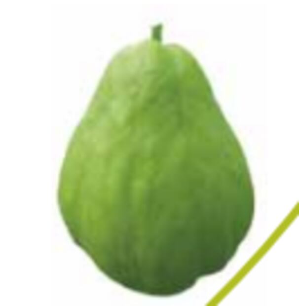 Foto: Grupo Interdisciplinario de Investigación
en Sechium edule en México, A.C.