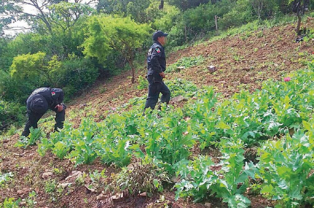 Agentes federales recorren un plantío de amapola en el poblado de Los Limones, en el municipio de Teloloapan, Guerrero (ESPECIAL)