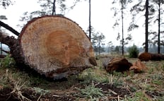 Para concientizar a la población sobre la tala de árboles, actor peruano se casa con un árbol en España