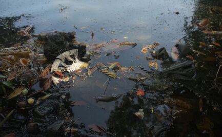 Declaran emergencia ambiental en la Laguna de las Ilusiones en Villahermosa